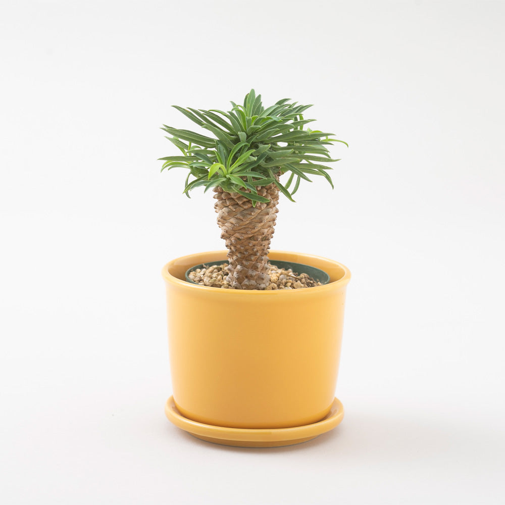 Mug Pot