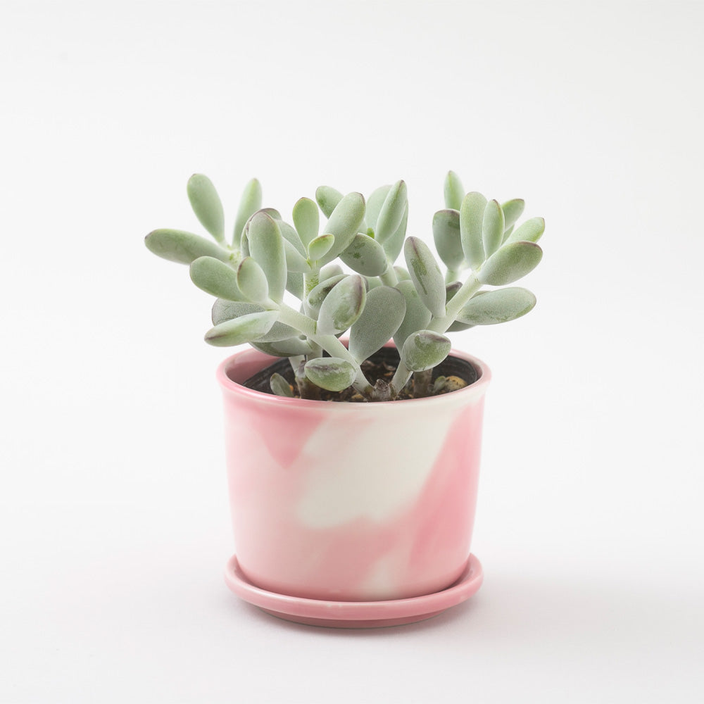 Mug Pot