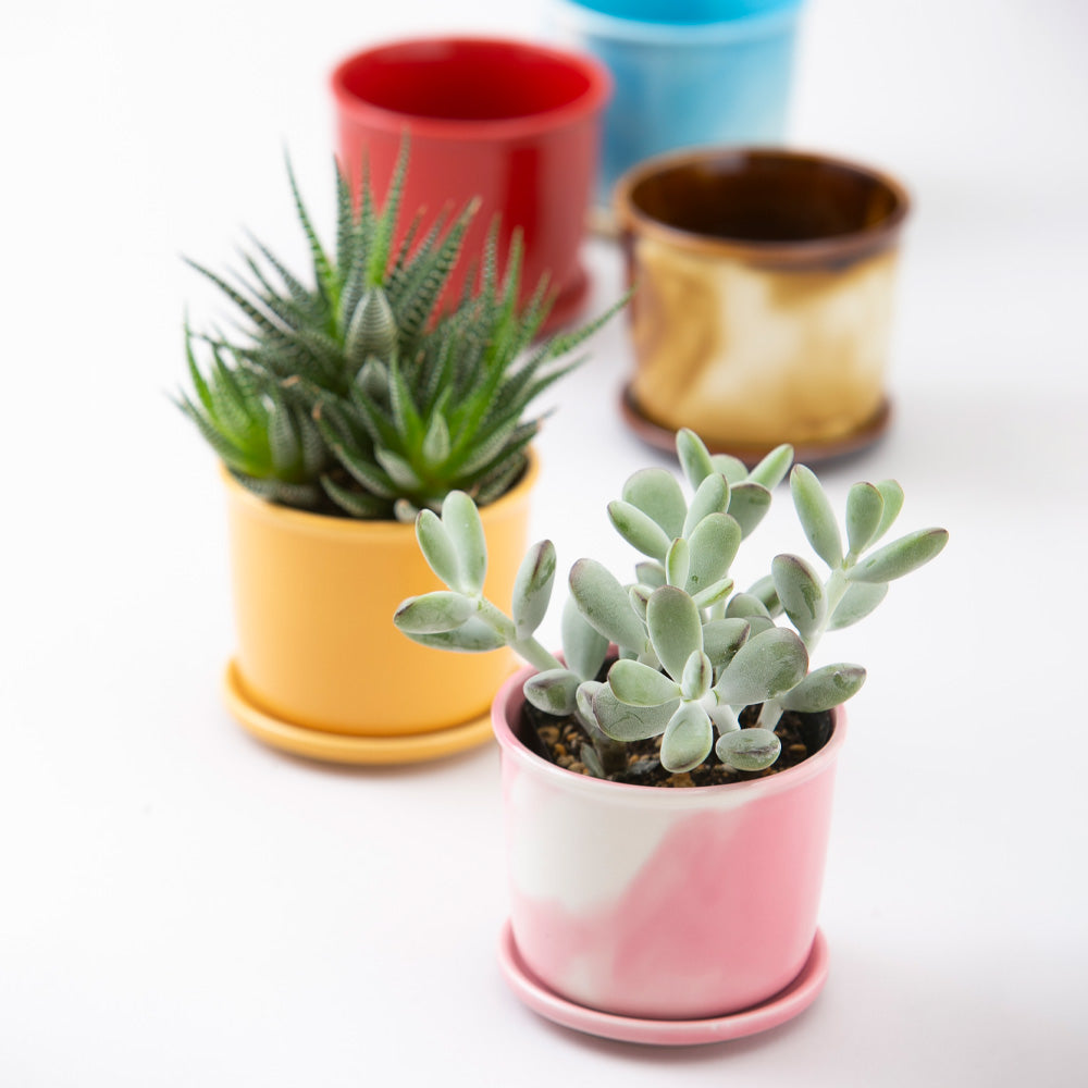 Mug Pot