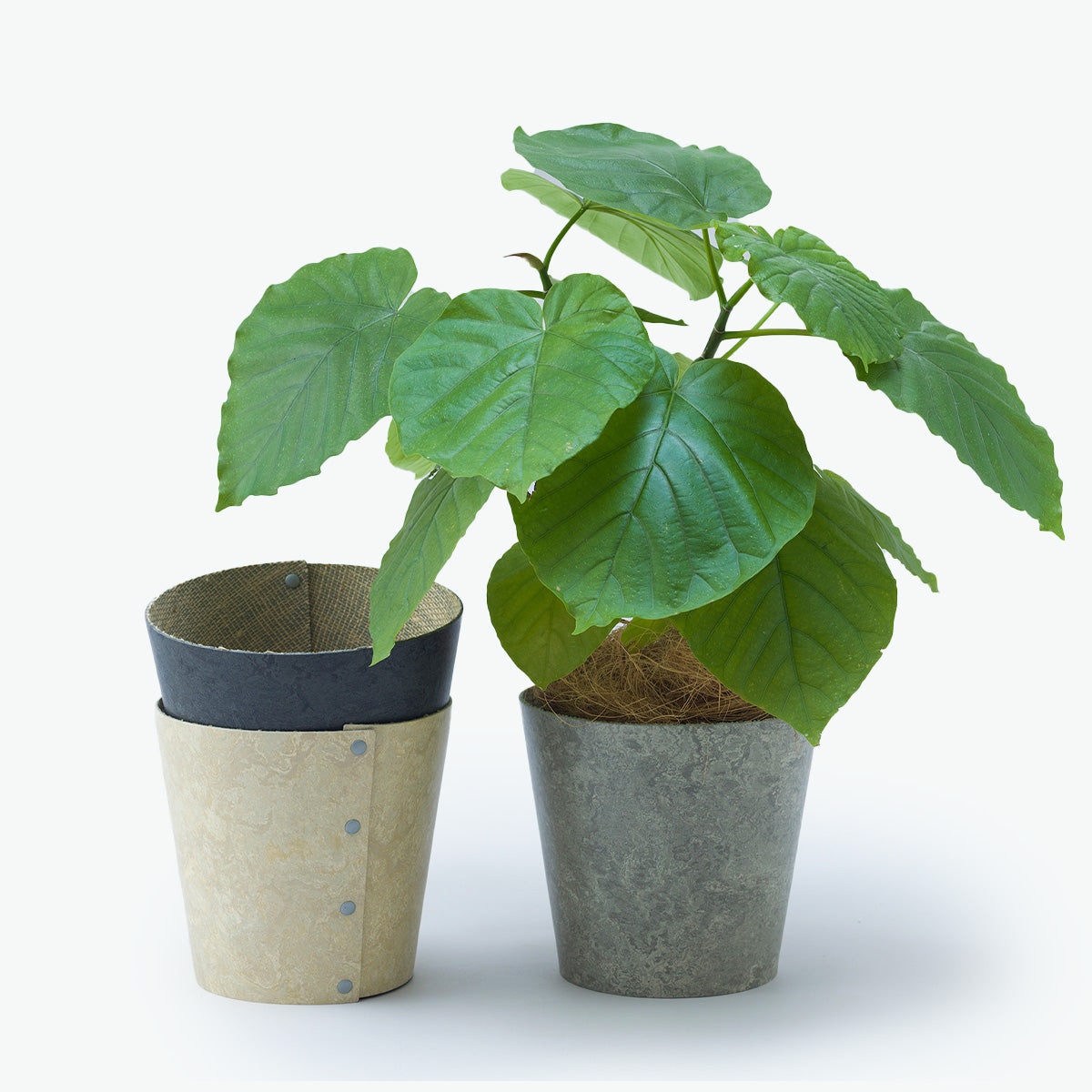 Earth Pot Linoleum